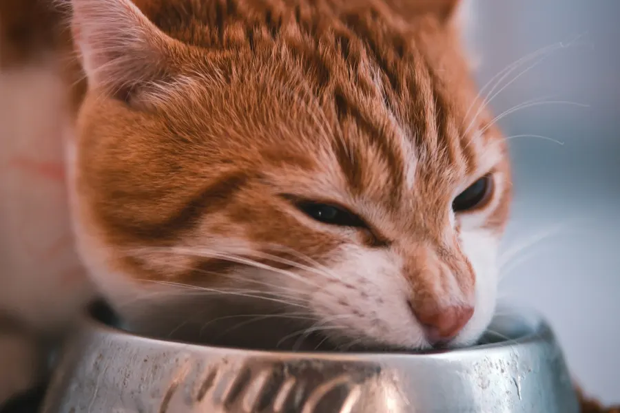 Futter-Probierpaket ohne Zusatzstoffe
