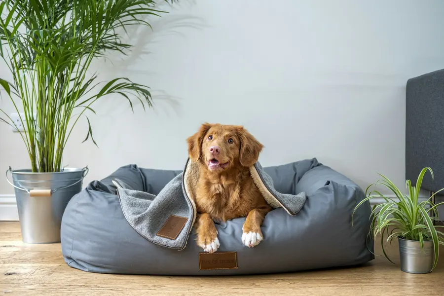 Gemütliches Hundebett